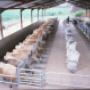 cattle housing