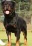 Vom Heydeheim Rottweilers