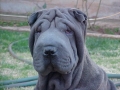 J&E Sharpei Breeders