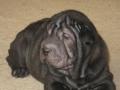 Shar Pei puppies