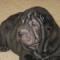 Puppy-Pictures