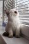 Ralu Test