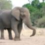 African Elephant