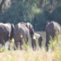 Elephants Drinking