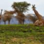 Uganda Gorilla Trekking Package