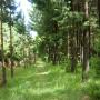 Plantation