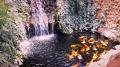 Custom designed water features and koi ponds