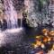 Koi-pond