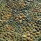 Pebble-mosaics