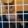 On the move with Petwheels.... Rodericks Animal Ta