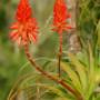Aloes