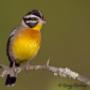 Great birding