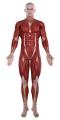 Muscle-Anatomy