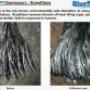 BlueStream Profile - 6