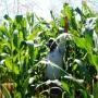 No-till Maize