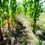 No-till Maize