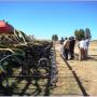 No-till Planter
