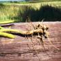 No-till Soybeans