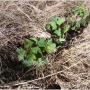 No-till Soybeans