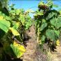 No-till Sunflowers