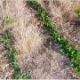 No-till