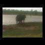 Elephant at Waterhole Kruger National Park