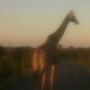 Giraffe Kruger National Park