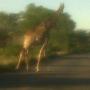 Kruger National Park