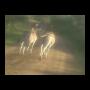 Kruger National Park