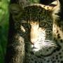 Leopard Kruger National Park