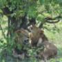 Lions At Kruger National Park