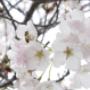 Blossom is where we are aiming for