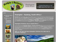 Orpington Chickens