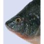 Baber/Barbel/Catfish Bait