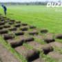 Berea Instant Lawn Duzi Turf