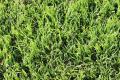 Duzi Turf Dynasty Berea Instant Lawn