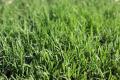Duzi Turf Kingpin Kikuyu Instant Lawn