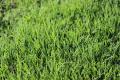 Duzi Turf Royal Blue Cynodon