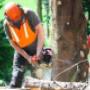 Tree Felling