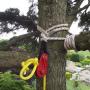 Tree Rigging