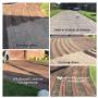 Restored Paving