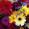 Mixed-Bunches