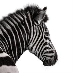 Investec Pty Ltd
