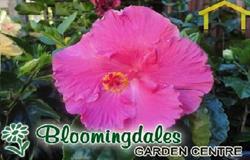 Bloomingdales Garden Centre