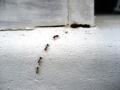 Ant-Control