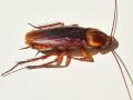 Cockroach-Control