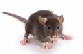 Rodent-Control
