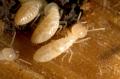 Termite-Control
