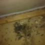 Clear signs of rodent infestation