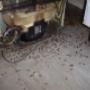 Cockroach infestation behind fridge